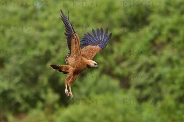 A fish hawk in lateral view flying in a green environment, fish hawk (Busarellus nigricollis),