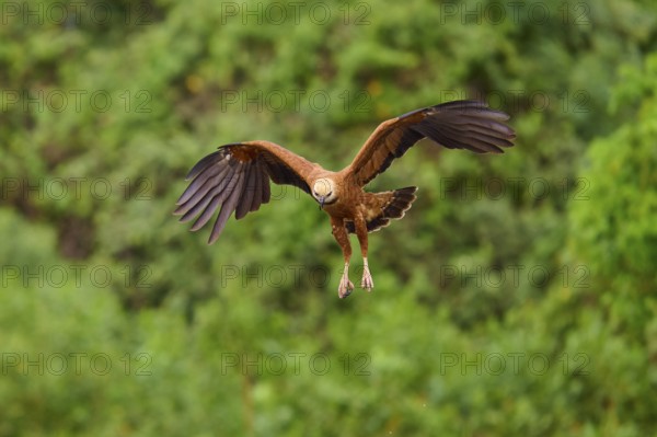 A fish hawk flies with outstretched wings in a green landscape, Fish Hawk (Busarellus nigricollis),