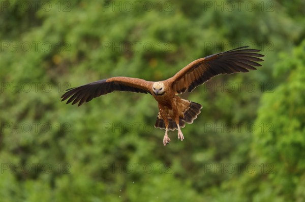 A brown fish hawk flies with outstretched wings against a green background, Fish Hawk (Busarellus