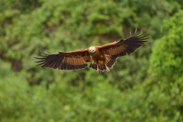 A fish hawk in flight in a green environment with outstretched wings, fish hawk (Busarellus