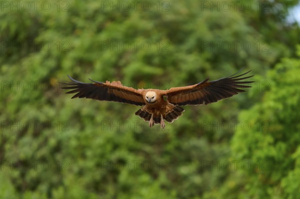 A fish hawk in flight with outstretched wings against a blurred green background, Fish Hawk