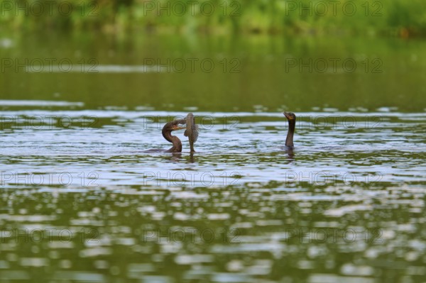 Two birds chasing a fish in the water, surrounded by green landscape, Olive Cormorant, Cormorant,