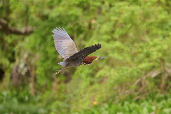 Heron flying through lush green nature, Marbled Heron (Tigrisoma lineatum), Pantanal, Mato Grosso,