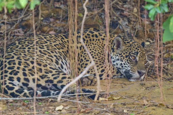A jaguar resting on the ground, protected by the surrounding plants and natural elements, Jaguar