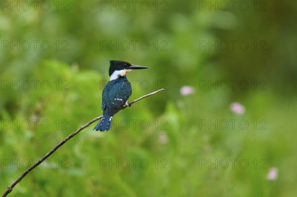 A kingfisher resting on a branch against a green, blurred background, surrounded by natural