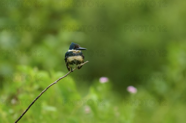 A kingfisher sits quietly on a thin branch in front of a blurred green background, Amazonian