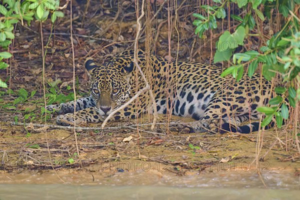 A jaguar lies alert under plants and leaves, perfectly camouflaged by the natural environment,