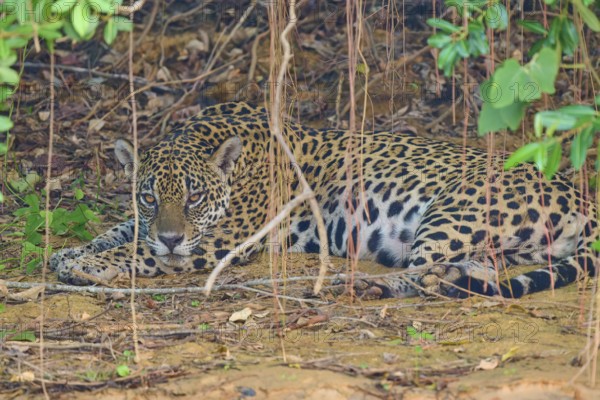 A jaguar lies relaxed in the shade under dense vegetation, protected by the canopy, Jaguar