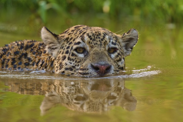 A jaguar swims calmly and attentively through the water in its natural environment, Jaguar