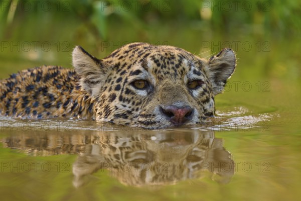 A jaguar swims through the water with an intense gaze, surrounded by natural greenery, Jaguar