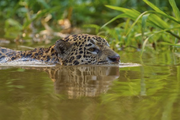 A jaguar swims in calm waters surrounded by dense vegetation and reflecting light, Jaguar (Panthera