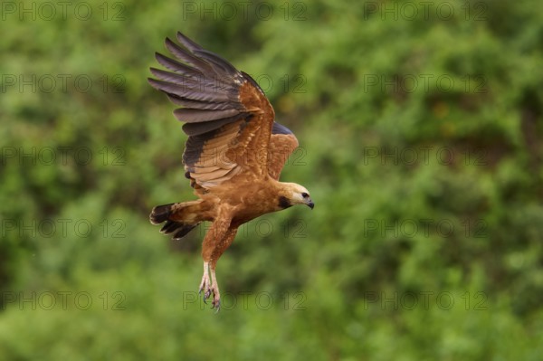A brown fish hawk flies over a green landscape with its wings pointing upwards, Fish Hawk
