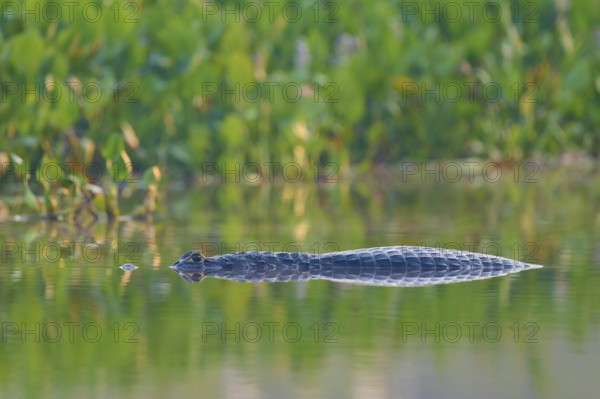 A caiman glides through calm water, with clear reflection and green surroundings, Spectacled caiman