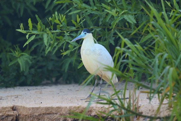 A bird with white feathers and a blue-green beak stands on a sandy ground surrounded by green