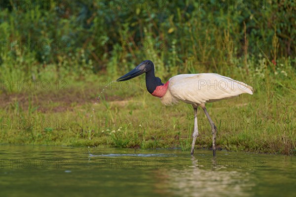 Jabiru bird on a calm water bank, surrounded by green vegetation in the soft morning light, Jabiru