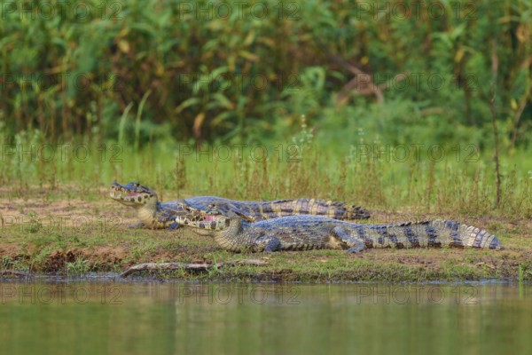 Double presence of caimans on the river bank with green plant environment, spectacled caiman