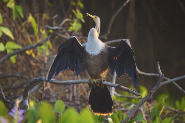 An Anhinga with spread wings sitting on a branch in a wooded area, Anhinga anhinga, Pantanal, Mato