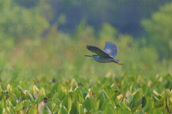 A bird flies over a landscape covered with green leaves, harmonious and peaceful atmosphere,
