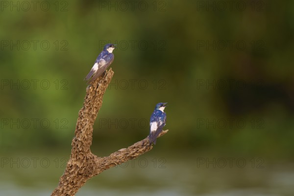 Two birds on a branch in front of a blurred green background in a natural environment, Cayenne