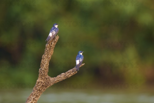 Two birds sitting on a branch in front of a blurred green background in nature, Cayenne Swallow