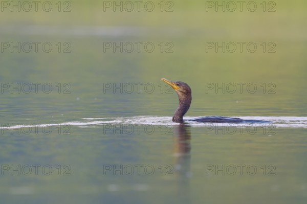 A cormorant swims in calm water surrounded by natural shades of green, Olive Cormorant, Cormorant,