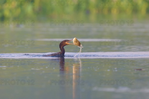 A cormorant has caught a fish in its beak in the water, Olive Cormorant, Cormorant, (Phalacrocorax