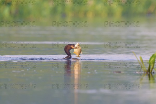 A cormorant in the water with a caught fish in its beak, Olive Cormorant, Cormorant, (Phalacrocorax