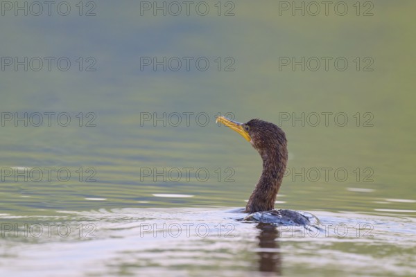 A cormorant in calm water with green surroundings, Olive Cormorant, Cormorant, (Phalacrocorax