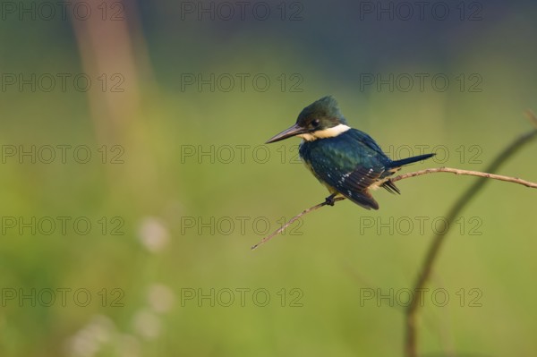 A kingfisher sitting on a branch in front of a soft green background, Green Kingfisher