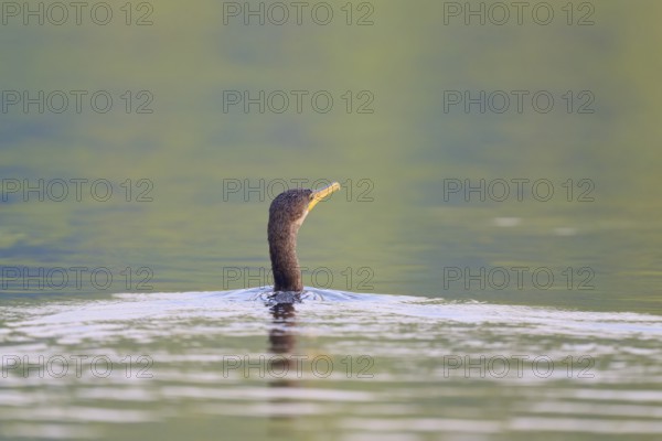 A cormorant with its head raised swimming in calm waters, Olive Cormorant, Cormorant,
