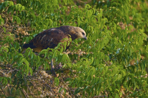 A bird of prey sits in a green tree and looks attentively at its surroundings, Fish Buzzard
