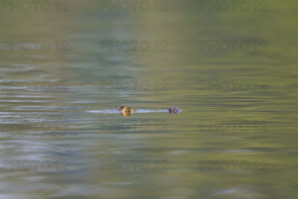 A caiman swims peacefully in the distance, in calm, greenish water, Spectacled caiman (Caiman