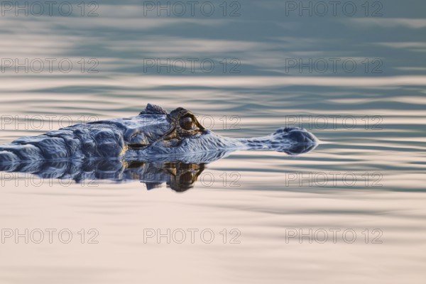 A caiman glides under the reflection of a pink sky in still water, Spectacled caiman (Caiman