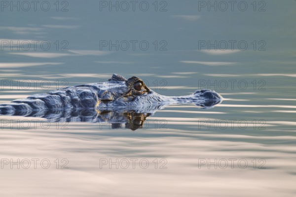 A caiman moves in calm, misty water with gentle waves, Spectacled caiman (Caiman yacare, Caiman