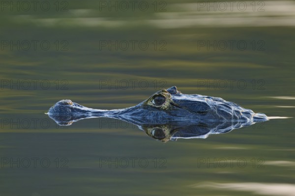 Motionless caiman head, easily visible reflection on calm water at dusk, spectacled caiman (Caiman