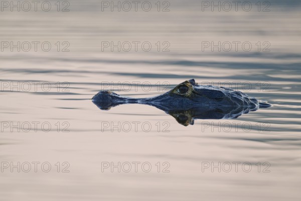 Head of a caiman in calm water surface, soft light is reflected in the water, spectacled caiman