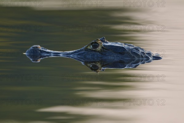 Close-up of a caiman head at dusk, reflecting on the water surface, spectacled caiman (Caiman