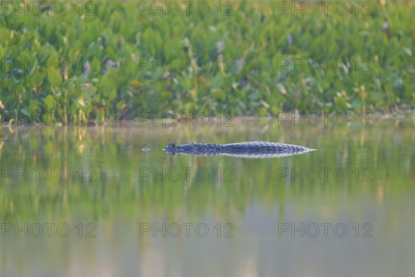 A caiman lies flat on the water, almost hidden by the surrounding vegetation, Spectacled caiman