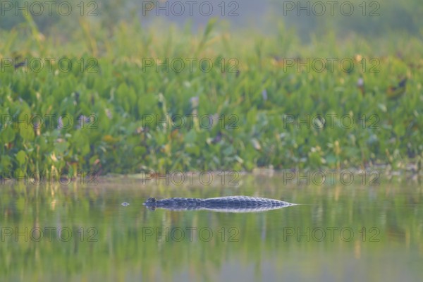 A caiman floats hidden in the water, surrounded by green vegetation and a calm atmosphere,