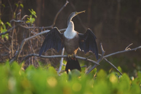 An anhinga sits with outstretched wings on a branch in the dusky forest, Darter (Anhinga anhinga),
