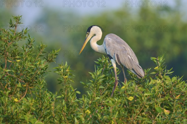 A heron stands on a green bush against a blurred background, Cocoi Heron (Ardea cocoi), Pantanal,
