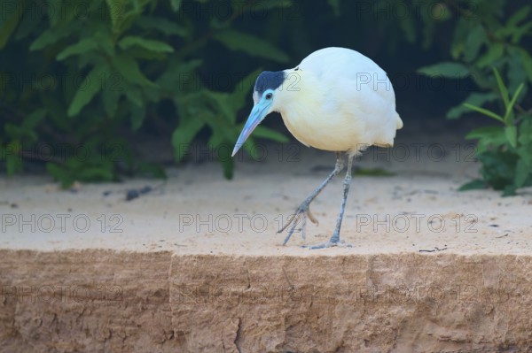 White bird with blue-green beak balancing carefully on sandy ground near a bank wall, Capped Heron