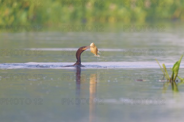 A cormorant holds a fish in its beak in the water, Olive Cormorant, Cormorant, (Phalacrocorax