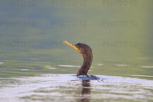 A cormorant swimming in calm, green waters, Olive Cormorant, Cormorant, (Phalacrocorax olivaceus),