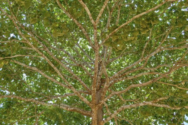 A dense treetop with numerous green leaves and branched branches in sunshine, Porto Jofre,