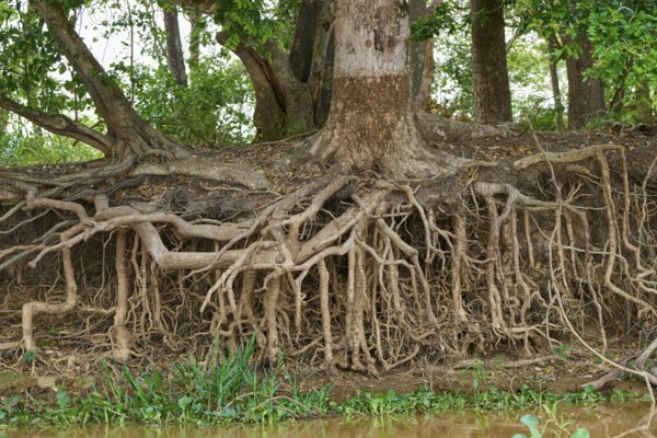 Exposed tree roots on the shore that form a dense natural structure in the forest, Porto Jofre,