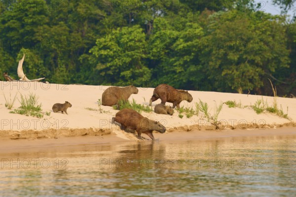 Capybaras move on a sandy surface next to a river course, Capybara, capybara (Hydrochoerus