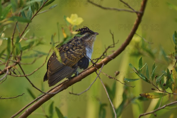 Small bird with brown feathers sitting on a branch surrounded by green leaves, White-breasted Ant