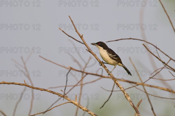 Small bird sitting on a bare branch in front of a clear blue sky, White-breasted Ant Shrike (Taraba