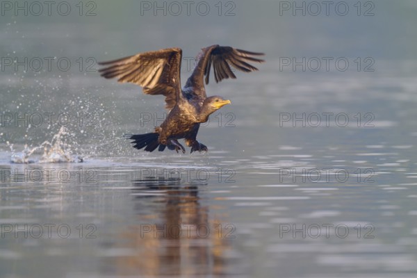 Bird in flight, wings spread, water splashing up, dynamic movement over the water, Olive Cormorant,